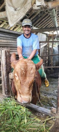 Photo for Central Java, Indonesia - March 14th, 2024: Photo portrait of a smiling man riding a fairly large cow in his livestock pen. - Royalty Free Image