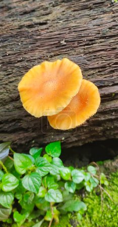 Flammulina velutipes grows wild on dead elm trees, and is also cultivated for human use.