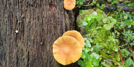 Photo for Flammulina velutipes grows wild on dead trees. Although store-bought flammulina velutipes is usually plain white, wild ones can be found in a variety of colors. - Royalty Free Image