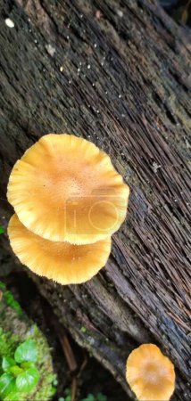Photo for Flammulina velutipes grows wild on dead trees. Although store-bought flammulina velutipes is usually plain white, wild ones can be found in a variety of colors. - Royalty Free Image