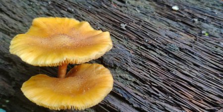 Flammulina velutipes grows wild on dead elm trees, and is also cultivated for human use.