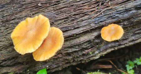 Flammulina velutipes grows wild on dead trees. Although store-bought flammulina velutipes is usually plain white, wild ones can be found in a variety of colors.