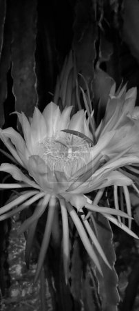 Retrato de Hylocereus costaricensis por la noche con un concepto en blanco y negro adecuado para un fondo abstracto. Flores de plantas de fruta de dragón a menudo se llaman flores nocturnas.