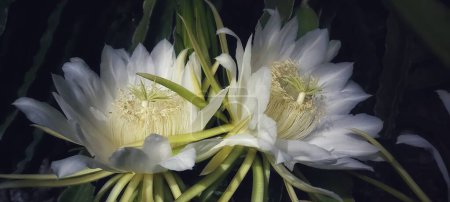 Téléchargez les photos : Photo de Hylocereus costaricensis la nuit. Les fleurs de la plante de fruit du dragon sont souvent appelées fleurs de nuit parce qu'elles fleurissent souvent la nuit. - en image libre de droit