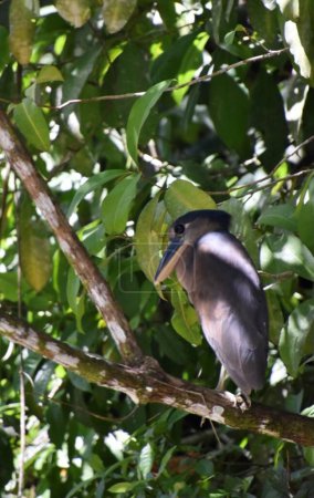 Téléchargez les photos : Bateau facturé Heron sur une branche, au Costa Rica - en image libre de droit