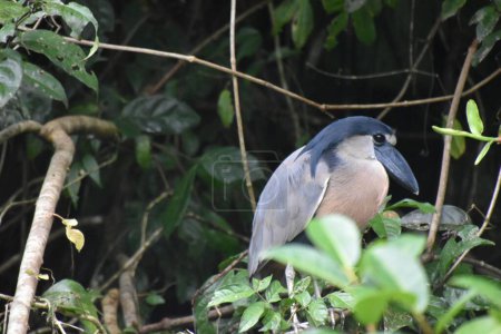 Téléchargez les photos : Bateau facturé Héron dans un arbre, au Costa Rica - en image libre de droit