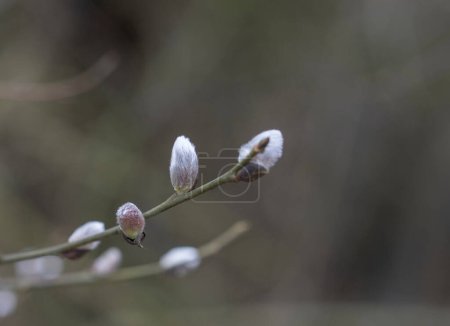 Foto de Blooming earrings on a branch - Imagen libre de derechos