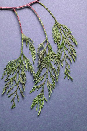 Téléchargez les photos : Branche de tuja vert sur fond gris-bleu - en image libre de droit