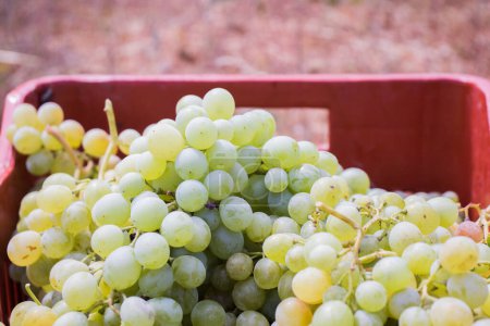 White grapes in a crate. Freshly harvested.