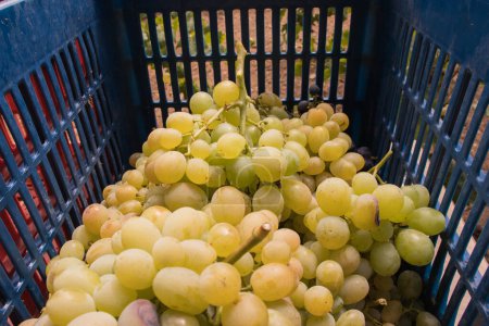 Close-up of harvested white wine grapes in a crate