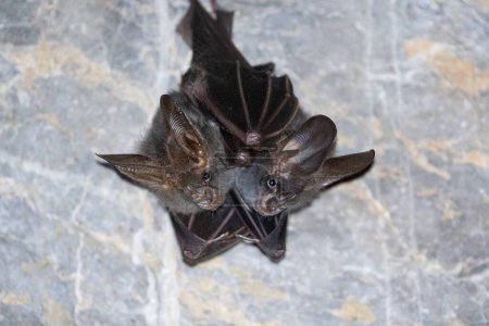 Photo for Bat are sleeping in the cave hanging on the celling period midday - Royalty Free Image