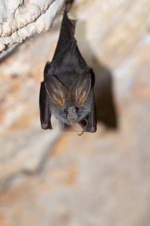 Photo for Bat are sleeping in the cave hanging on the celling period midday - Royalty Free Image