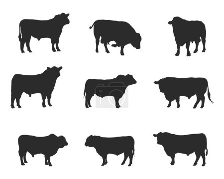 Illustration for Aberdeen angus silhouettes , Aberdeen angus silhouette set - Royalty Free Image