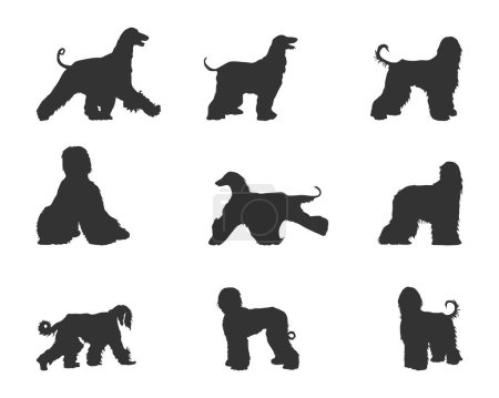 Illustration for Afghan hound dog silhouettes, Afghan hound silhouettes, Afghan hound SVG - Royalty Free Image