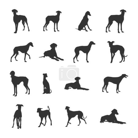 Téléchargez les illustrations : Silhouettes de chien Azawakh, Silhouette Azawakh, Chien Azawakh SVG, vecteur de chien Azawakh - en licence libre de droit