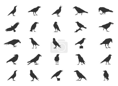 Illustration for Carrion Crow Silhouettes, Carrion Crow Flying Silhouette, Crow Silhouettes, Carrion Crow Svg, Carrion Crow Vector Set - Royalty Free Image