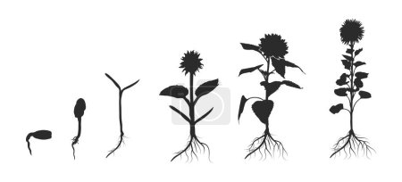 Illustration for Life cycle of sunflower silhouette, Plant growth stages silhouette, Sunflower growing silhouette, Seed growing infographic, Growing planting sunflower seeds. - Royalty Free Image