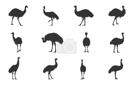 Silhouettes Emu, Silhouette Emu oiseau, Emu oiseau svg, Emu svg, Silhouette Emu simple, Illustration vectorielle Emu
