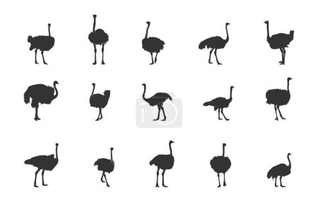 Siluetas de avestruz, avestruz svg, ilustración de vectores de avestruz, clipart de avestruz, conjunto de siluetas de avestruz
