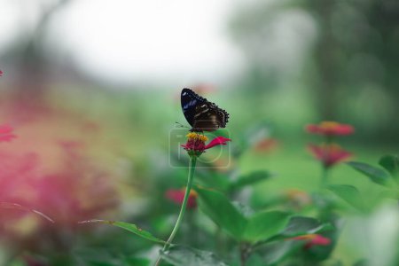 Photo for A black butterfly that perches on a zinia flower that is in bloom to feed on nectar. - Royalty Free Image