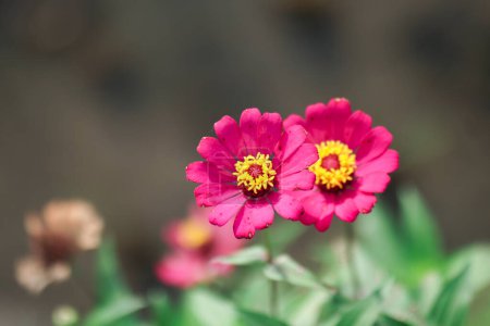Photo for Graceful zinnia flower blooming against green background on summer day macro photography. Blooming zinnia with purple petals close-up shot in summer. - Royalty Free Image