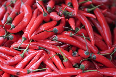 Photo for Fresh red chilies were piled up and shot up close. Spicy red fruit for cooking ingredients - Royalty Free Image