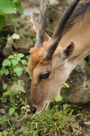 Foto de Retrato de primer plano de un eland común (Taurotragus oryx) con hermosos cuernos. Retrato de una patria común en el zoológico con un fondo borroso - Imagen libre de derechos