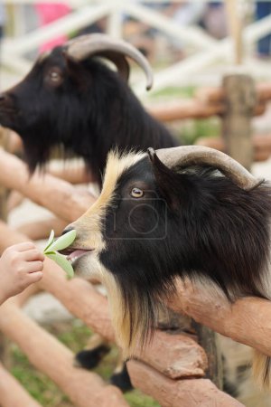 Photo for Feeding tricolor goat with beard and long horns in zoo with blur background - Royalty Free Image