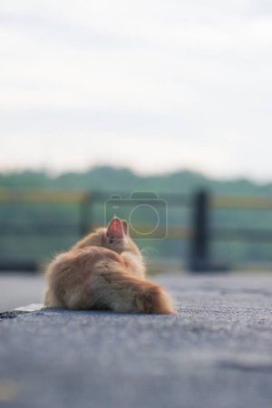 Photo for Red cat sitting back to camera on the road - Royalty Free Image