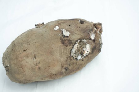 Photo for Rotten potato with copy space, isolated on white - Royalty Free Image