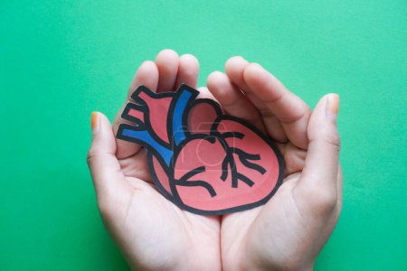 Photo for Hands holding heart anatomy, organ donor, cardiac heart cancer, health care hopital service concept - Royalty Free Image