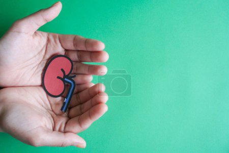 Photo for Hands holding kidney shaped paper, world kidney day, National Organ Donor Day, charity donation concept - Royalty Free Image