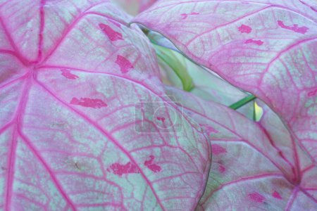 Caladium bicolor with pink leaf and green veins (Florida Sweetheart), Pink Caladium foliage