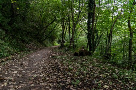 Foto de Un camino en Asturias con árboles y helechos por todas partes - Imagen libre de derechos