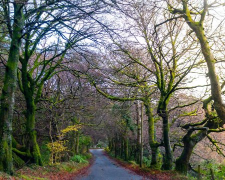 Foto de Escénica carretera forestal con árboles que sobresalen y exuberante vegetación, que transmite un ambiente tranquilo y tranquilo. - Imagen libre de derechos