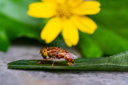 Téléchargez les photos : Une abeille au milieu de la feuille avec un fond de fleur jaune - en image libre de droit