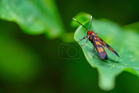 Photo for Wasp Moth called Amata huebneri on a green leaf from behind pose - Royalty Free Image