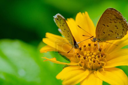 Photo for A couple of butterflies enjoying fresh nectar on a bright yellow flower - Royalty Free Image