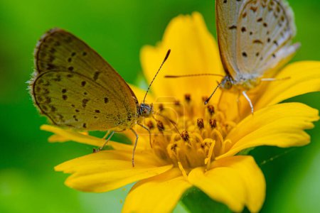 Photo for A couple of butterflies sucking fresh nectar on a bright yellow flower - Royalty Free Image
