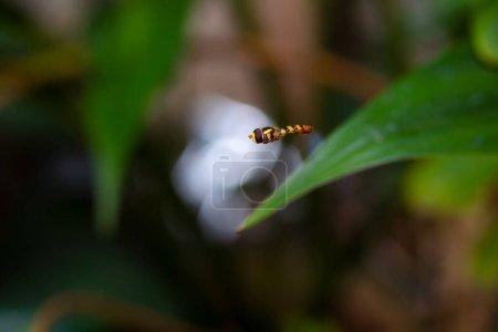 Photo for Hoverfly (Syrphidae) flying with a green leaf background bokeh - Royalty Free Image