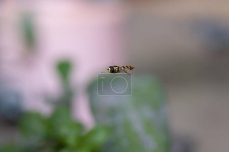 Photo for Hoverfly (Syrphidae) flying with green leaf background - Royalty Free Image