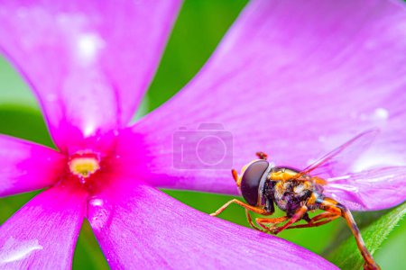Téléchargez les photos : Miel à l'allure de vol stationnaire sur fleur rose violette - en image libre de droit