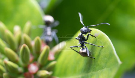Foto de Golden-tailed Spiny Ants known as Shiny Bum Ants - Imagen libre de derechos
