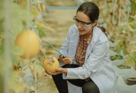Foto de Los investigadores agrícolas desarrollan calendarios de cultivos y flujos de trabajo para mejorar la producción de melón. Las califica, organiza, selecciona y elige dependiendo de su tamaño y frescura. Estricto control de calidad. - Imagen libre de derechos