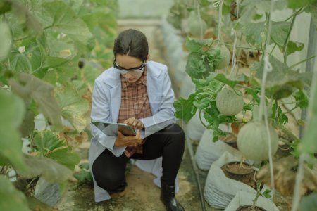 Foto de Los investigadores agrícolas desarrollan calendarios de cultivos y flujos de trabajo para mejorar la producción de melón. Las califica, organiza, selecciona y elige dependiendo de su tamaño y frescura. Estricto control de calidad. - Imagen libre de derechos