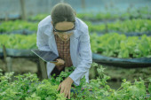 To assess the efficiency of modern greenhouse farming management, agricultural research expert inspect and collect data on crops, water, air, and insects. Performing regular laboratory procedures. Poster #653259516