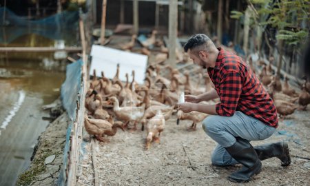 Photo for The livestock farm worker joyfully feeds the ducks. Identifying diseases in poultry farms, including diagnostic testing and close observation of duck behavior. Ensuring proper hygiene procedures - Royalty Free Image