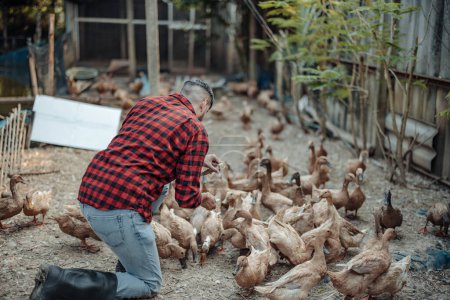 Téléchargez les photos : L'ouvrier d'élevage nourrit joyeusement les canards. Identifier les maladies dans les fermes avicoles, y compris les tests diagnostiques et l'observation étroite du comportement des canards. Assurer des procédures d'hygiène adéquates - en image libre de droit