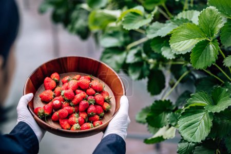 Téléchargez les photos : Une ferme de fraises intérieure automatisée révolutionnaire et avancée offre des rendements élevés toute l'année. Contrôle efficacement le climat, la température, l'humidité et l'évaporation, assurant ainsi une production de qualité supérieure. - en image libre de droit