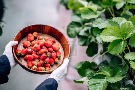 Téléchargez les photos : Une ferme de fraises intérieure automatisée révolutionnaire et avancée offre des rendements élevés toute l'année. Contrôle efficacement le climat, la température, l'humidité et l'évaporation, assurant ainsi une production de qualité supérieure. - en image libre de droit